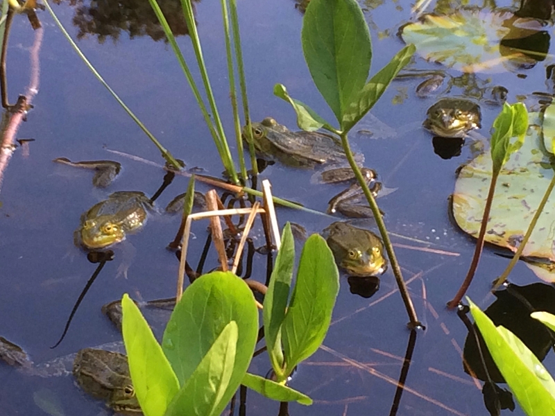 Rifferswil Seleger Moor