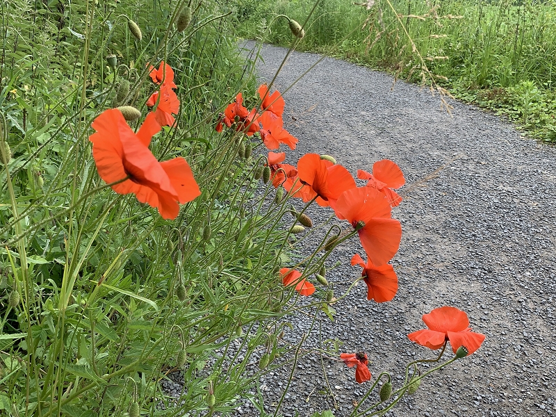 Baar Alte Lorze Schochenmühlestrasse